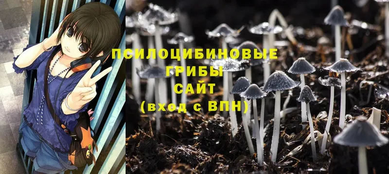 Галлюциногенные грибы Cubensis  darknet клад  Чишмы 